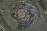 Two Iridescent Ammonites (Psiloceras) - England #316381-2